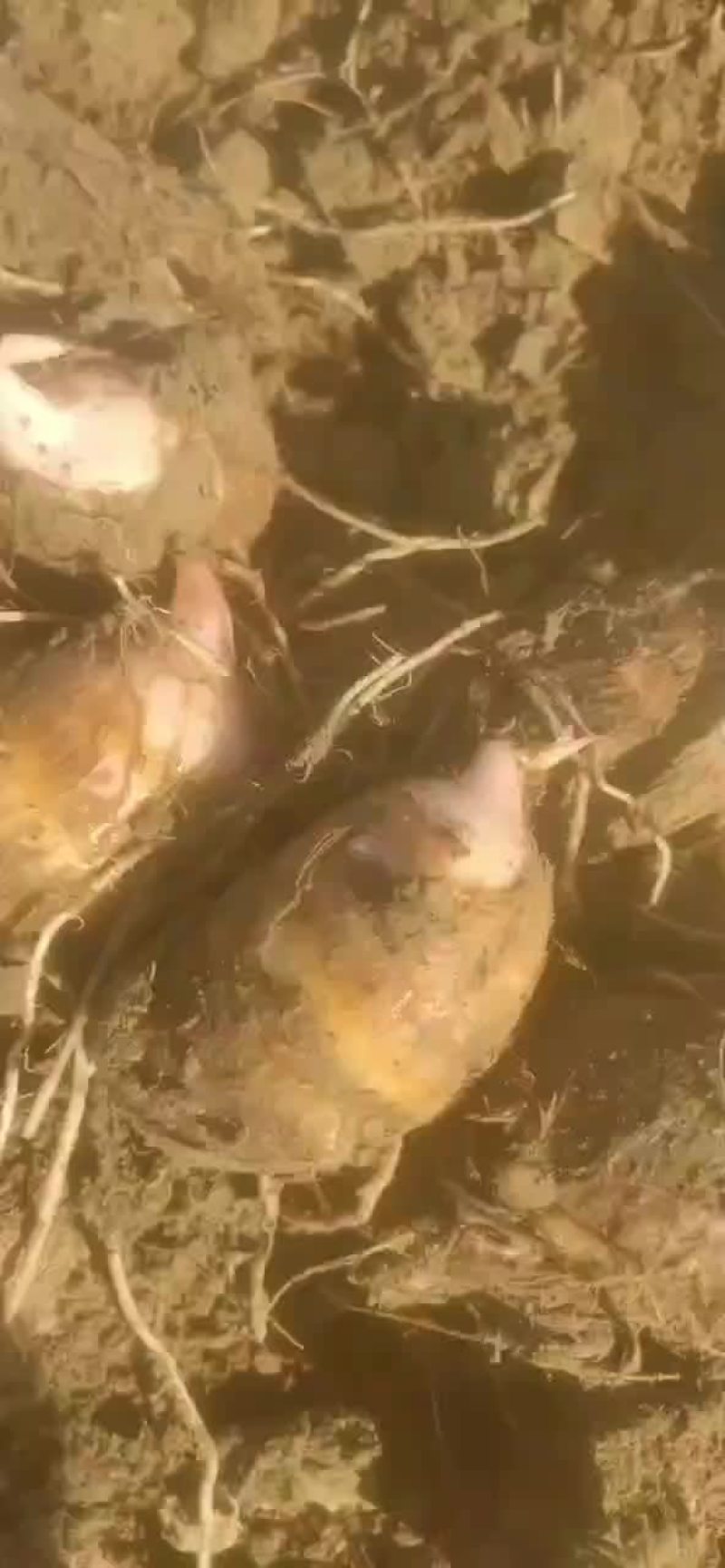 红香芋