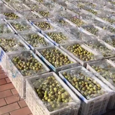 冬枣太便宜了，有要的老板联系一下