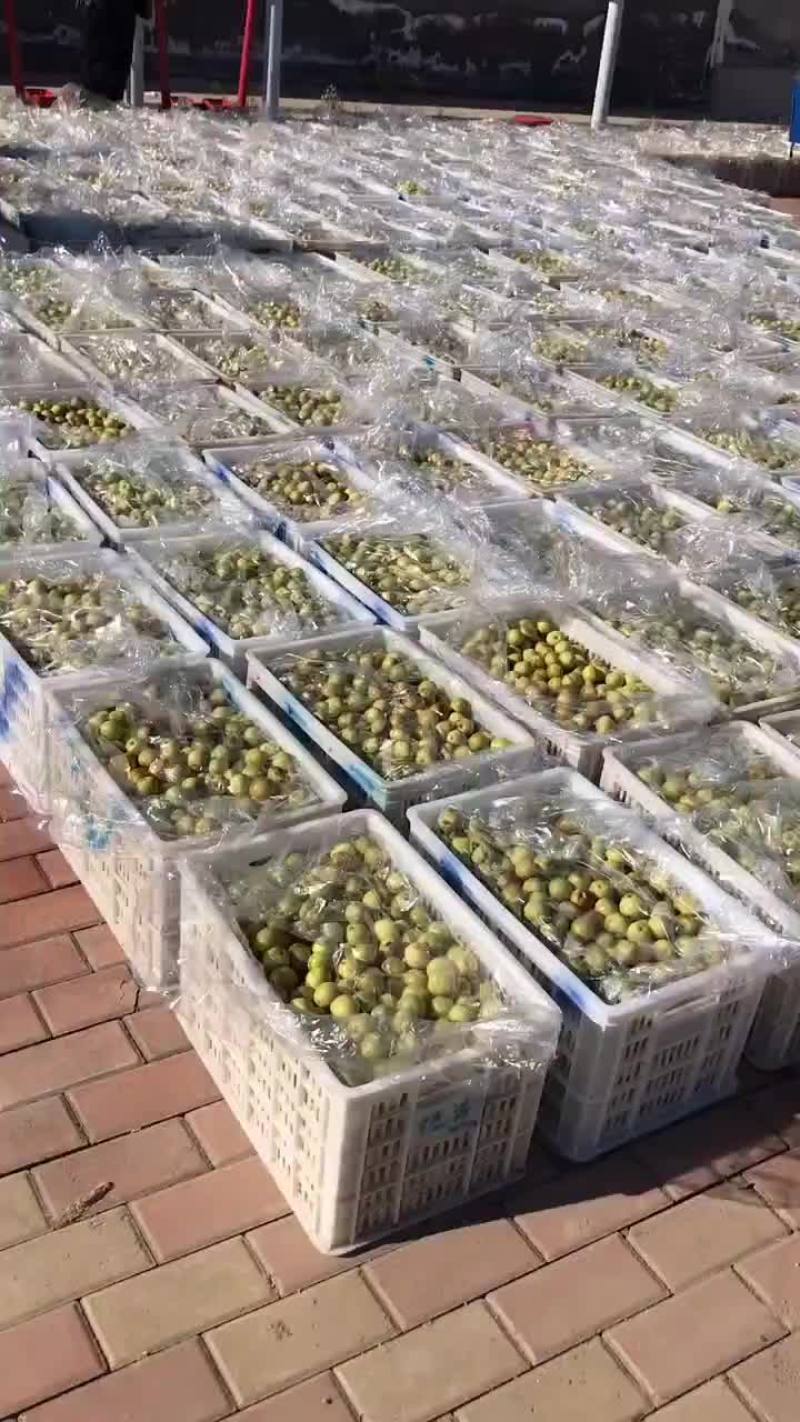 冬枣太便宜了，有要的老板联系一下