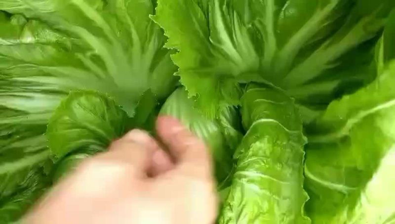 芥菜