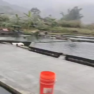 贵州冷水鲈鱼