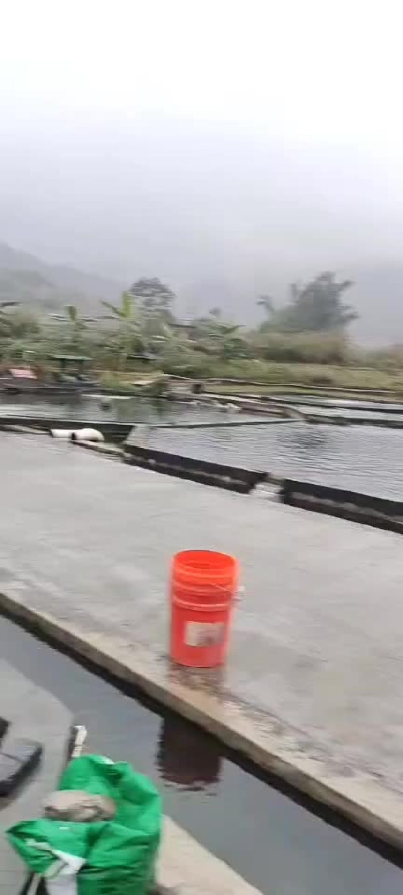 贵州冷水鲈鱼