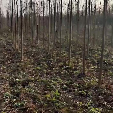 红花泡桐树