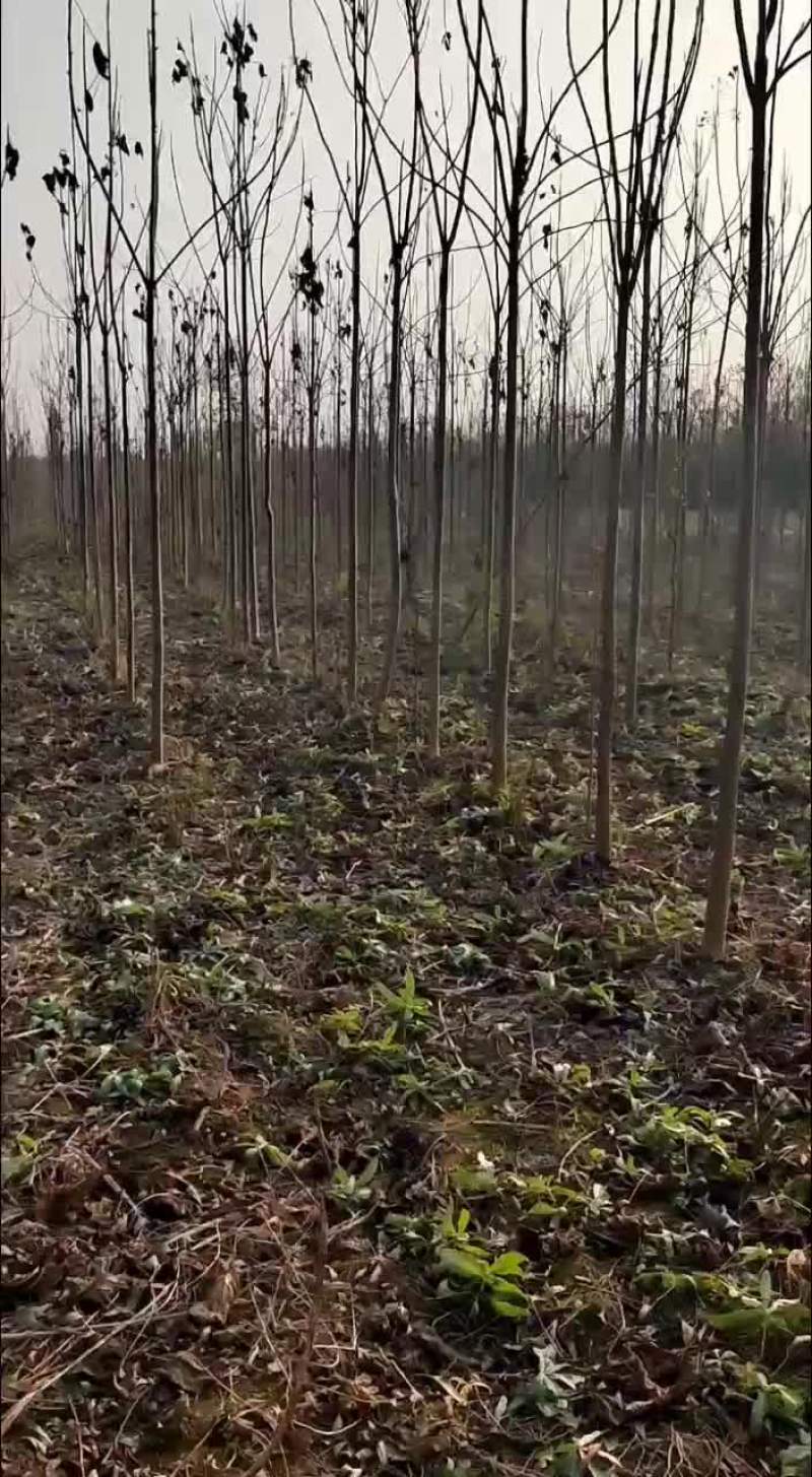 红花泡桐树