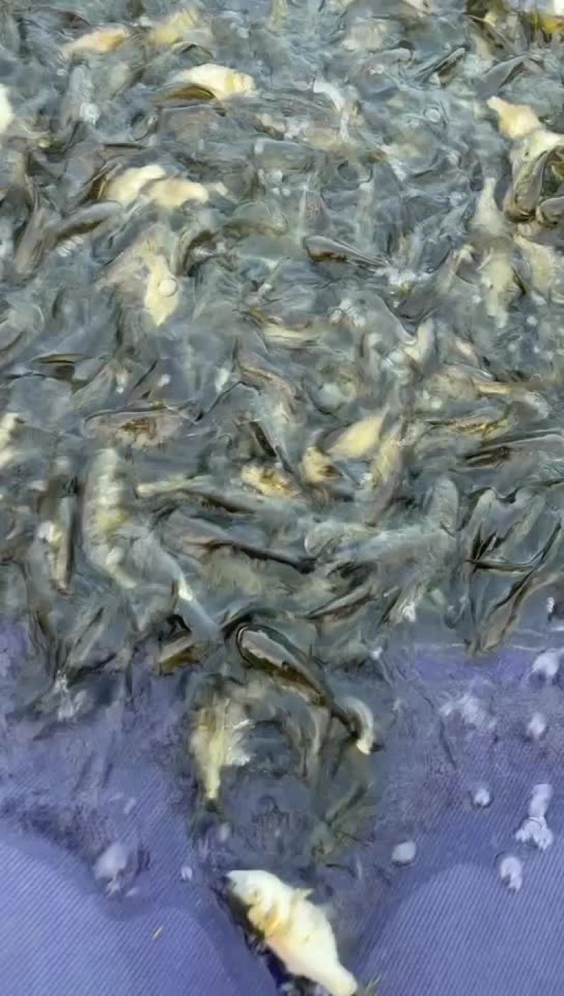 缩骨大头鱼苗大量有售，一手货源，产地直供，价格美丽
