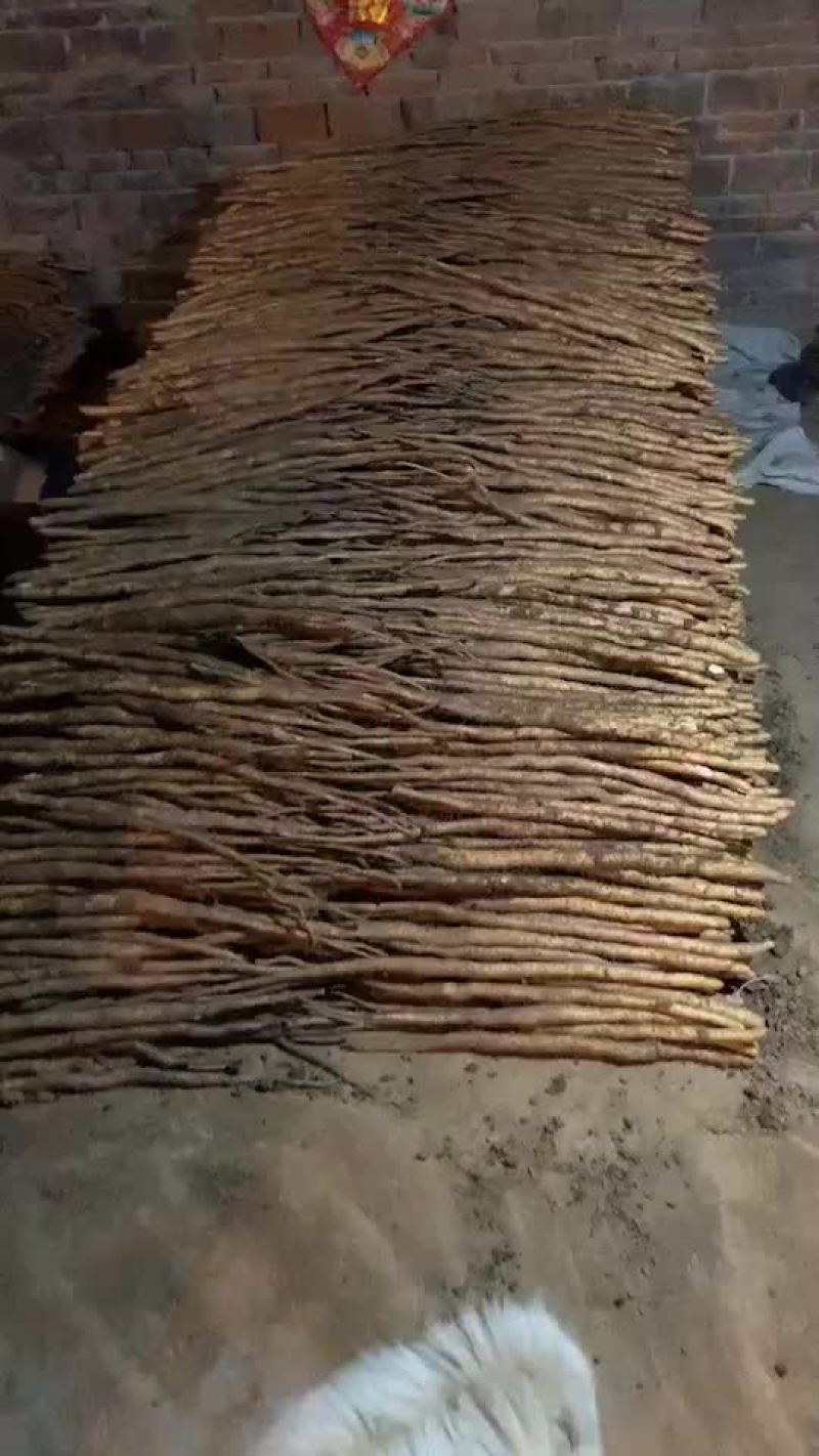 铁棍山药，山药片，山药种子