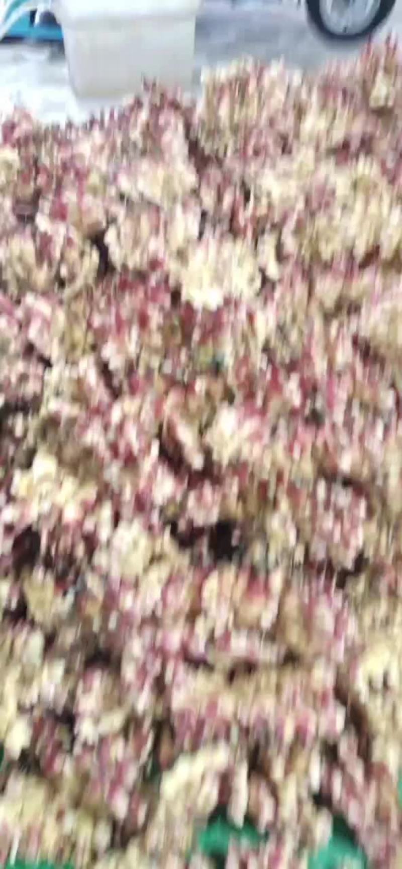 鲜姜漂亮，价格便宜