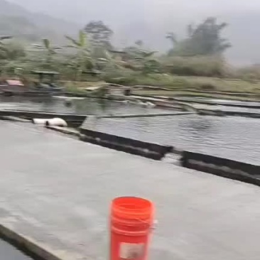 全生态冷水鲈鱼