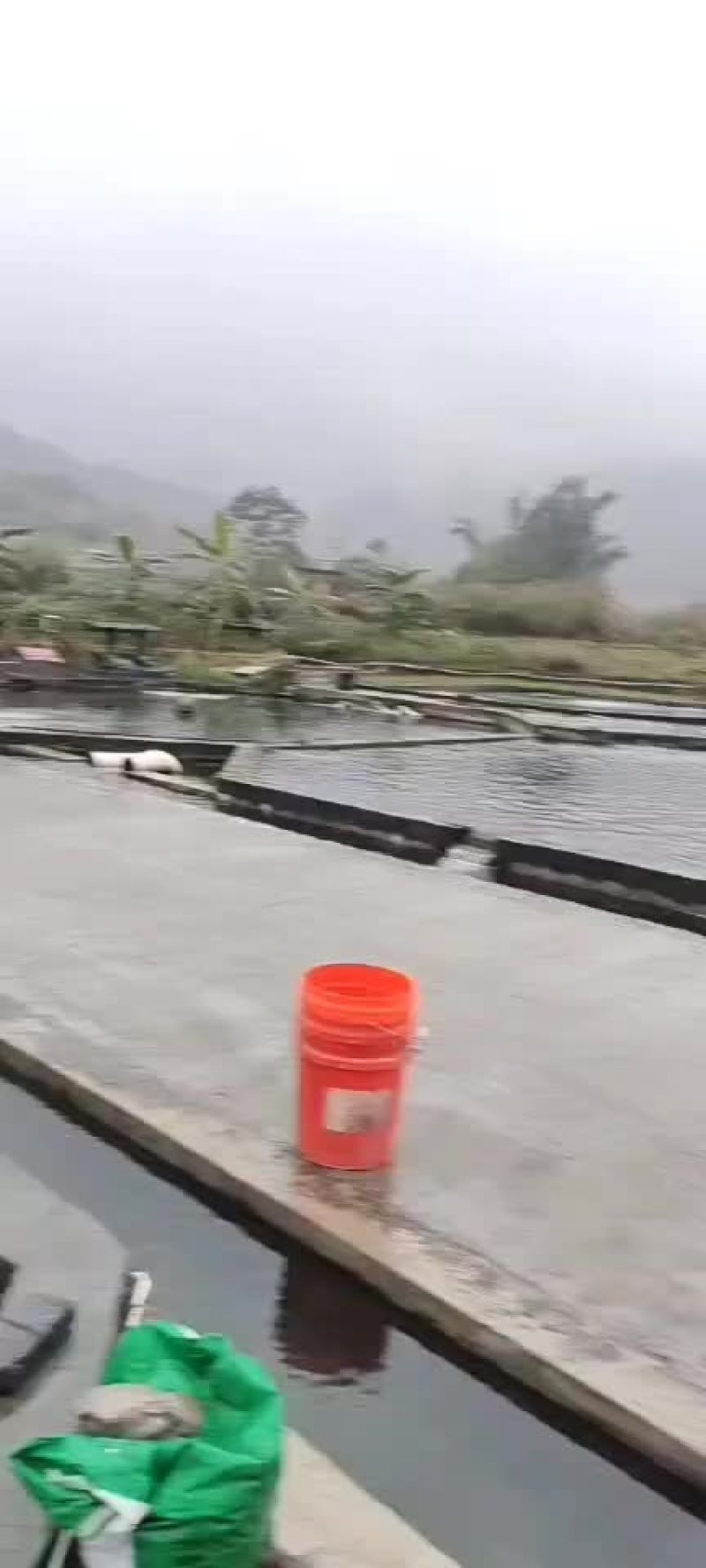 全生态冷水鲈鱼