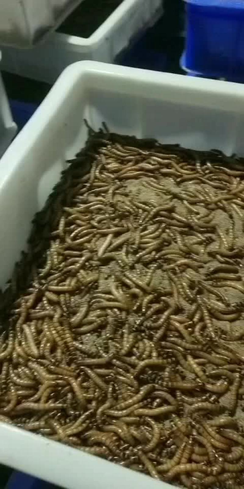 蛋白虫养殖基地直供包技术包回收全国发货欢迎选购