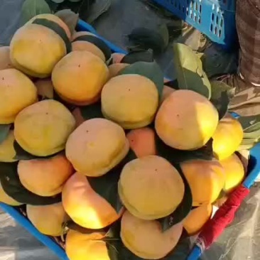 磨盘柿子