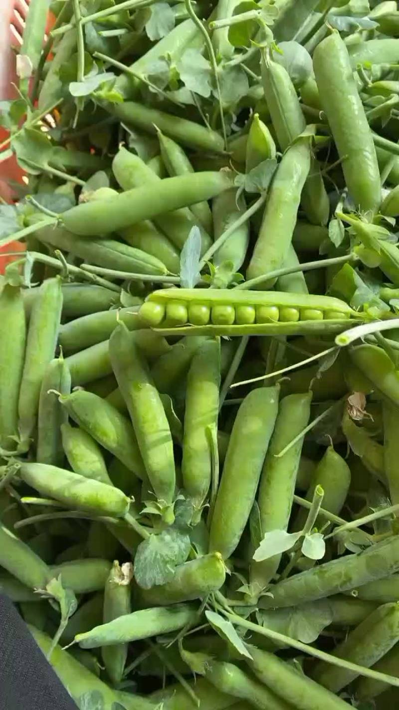 精品豌豆