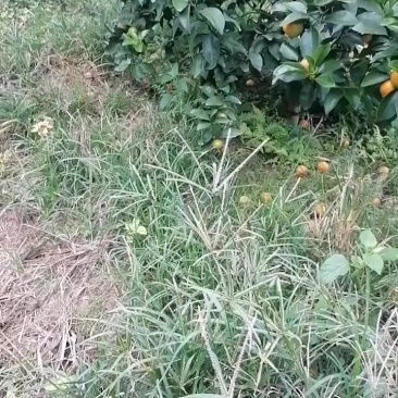 沙糖桔