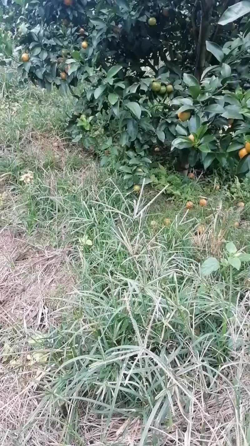 沙糖桔
