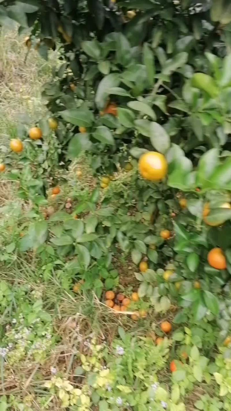 沙糖桔