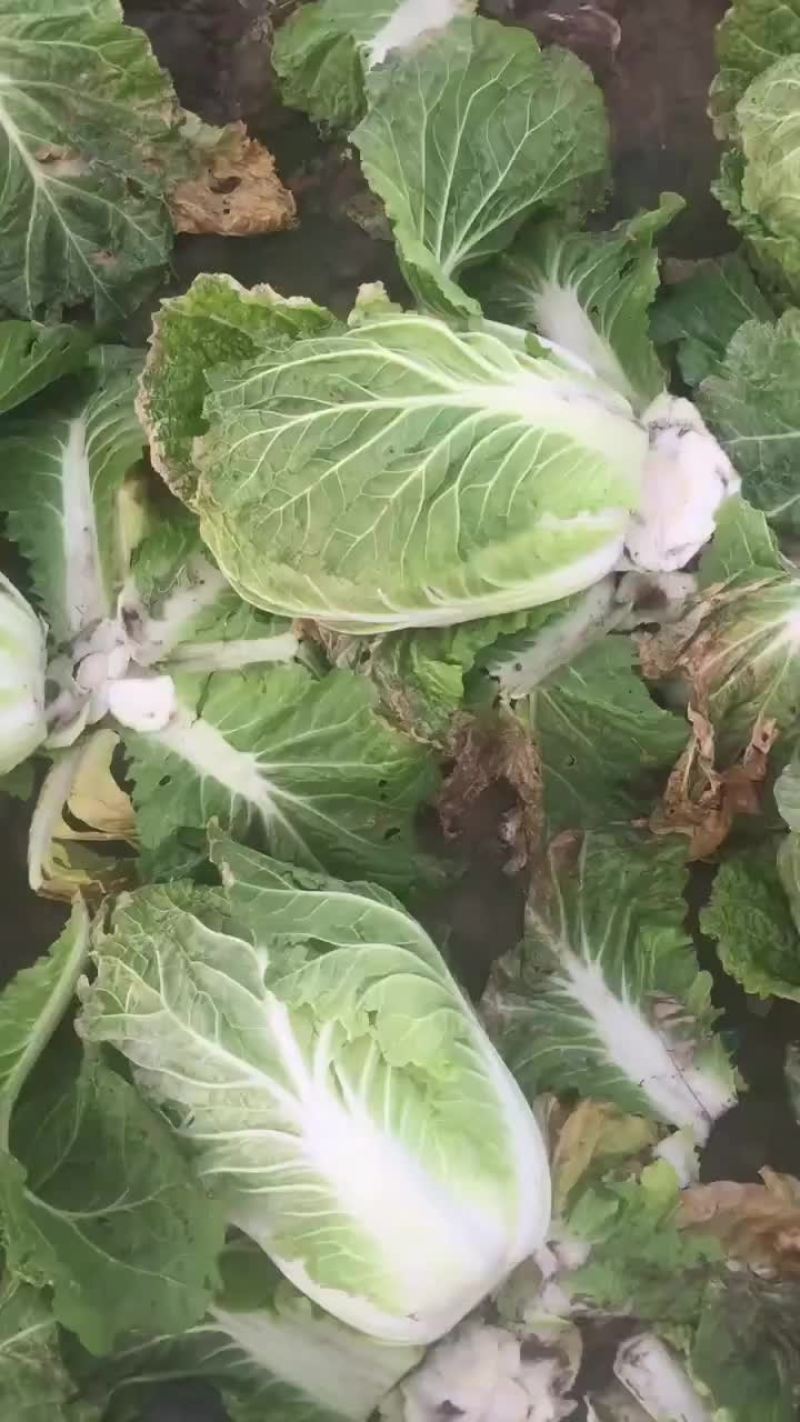 黄心白菜