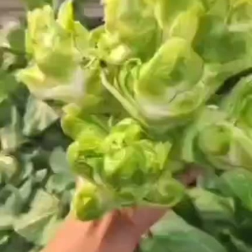 一千亩儿菜开园