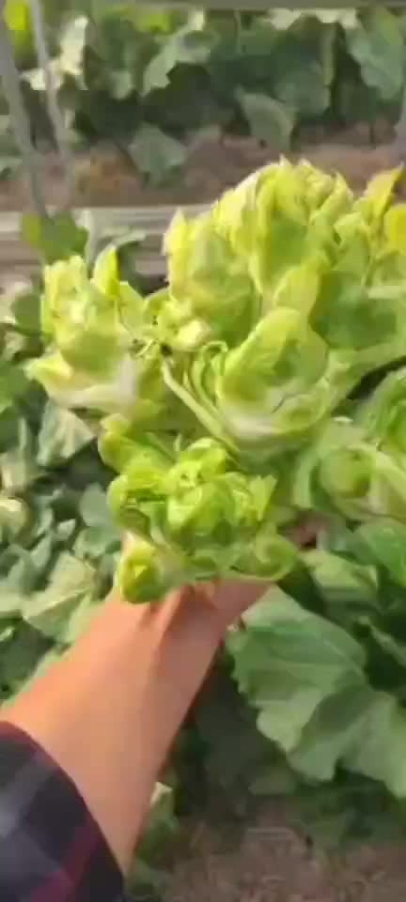 一千亩儿菜开园
