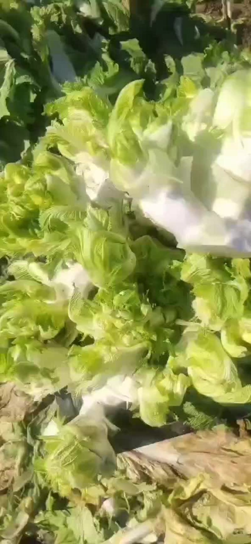 一千亩儿菜开园