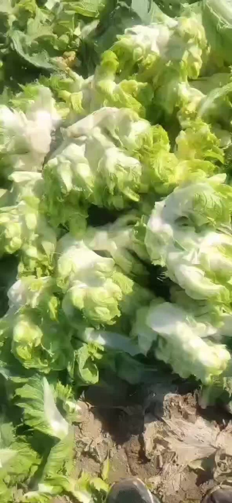 一千亩儿菜开园