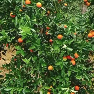 东方红