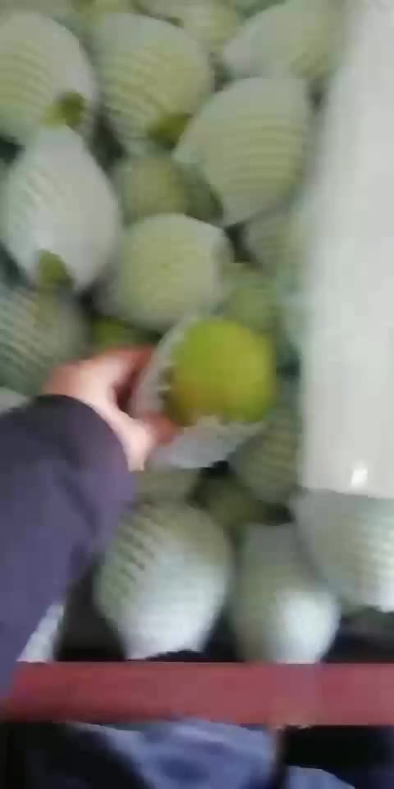 早酥梨口干好品质优良
