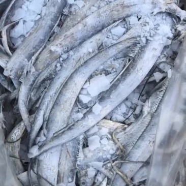毛料带鱼。适合罐头厂炸鱼厂