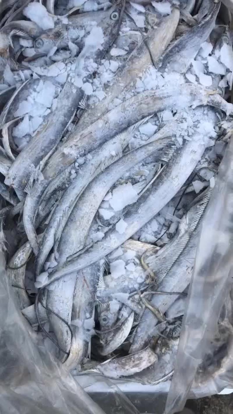 毛料带鱼。适合罐头厂炸鱼厂