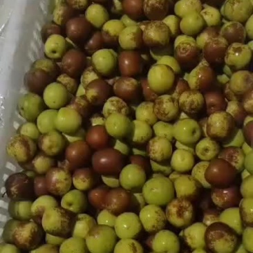 冬枣价格太便宜了，有要的赶紧