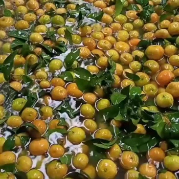 沙糖桔北京货