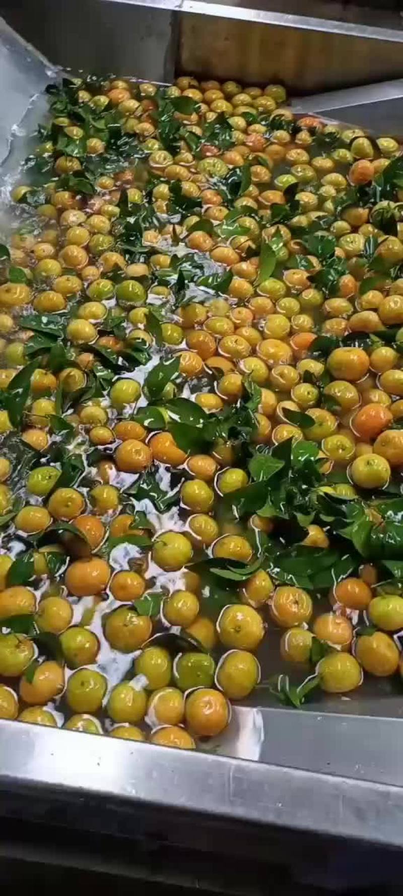 沙糖桔北京货