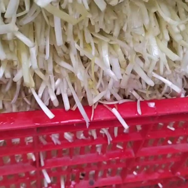 精品江苏框装韭黄