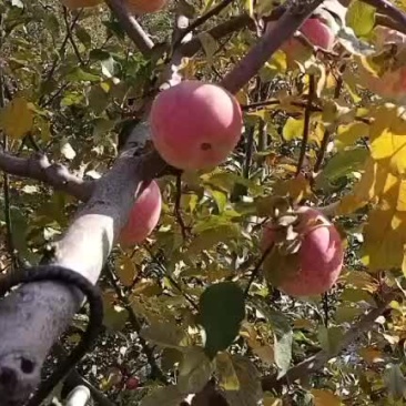 宁夏苹果红富士