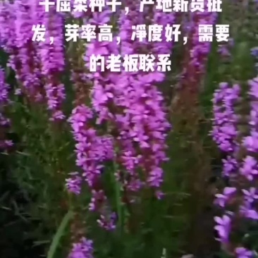 千屈菜种子