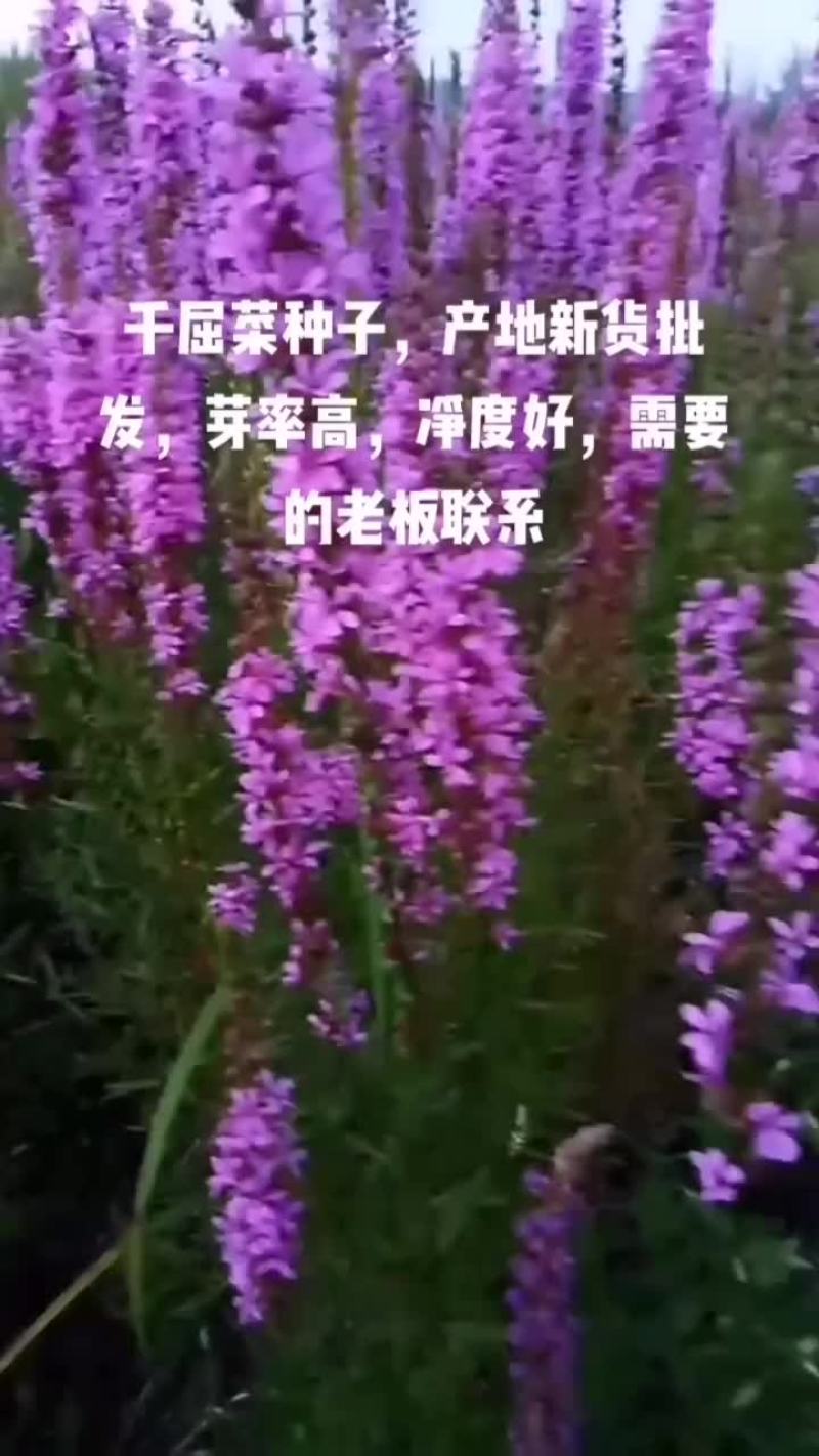 千屈菜种子