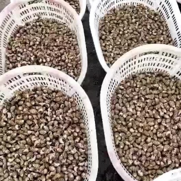 花螺，香螺，东风螺