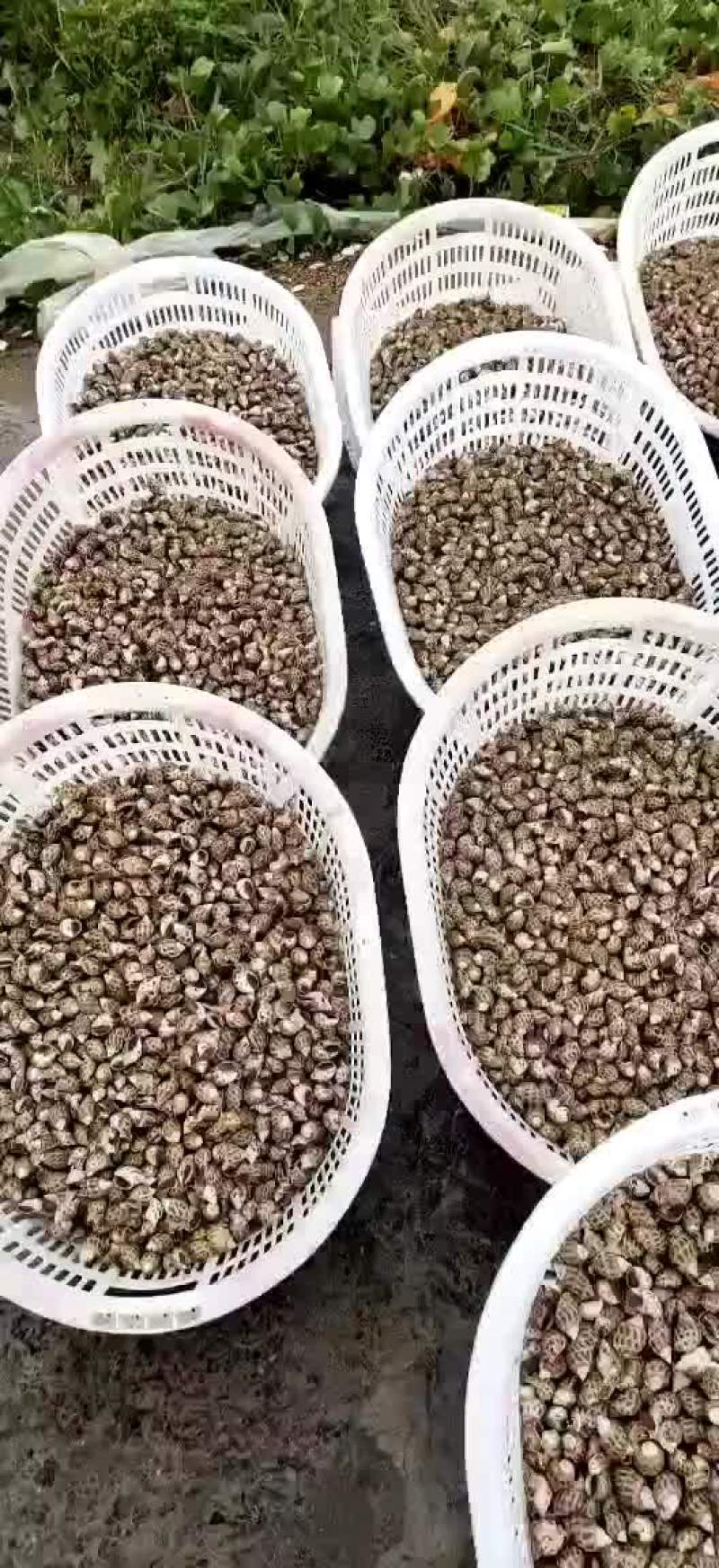 花螺，香螺，东风螺