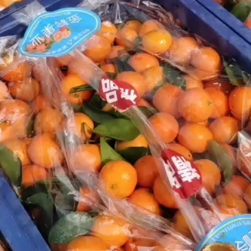 沙糖桔