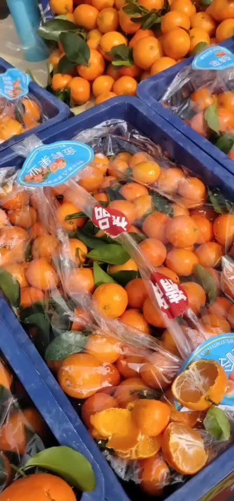 沙糖桔
