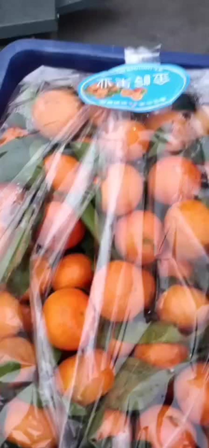 沙糖桔