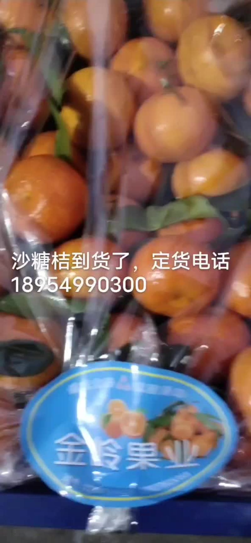 沙糖桔