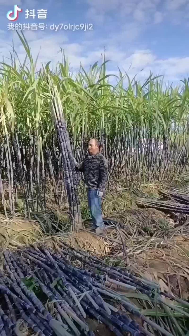 番禺区甘蔗
