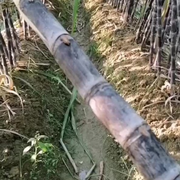番禺区甘蔗