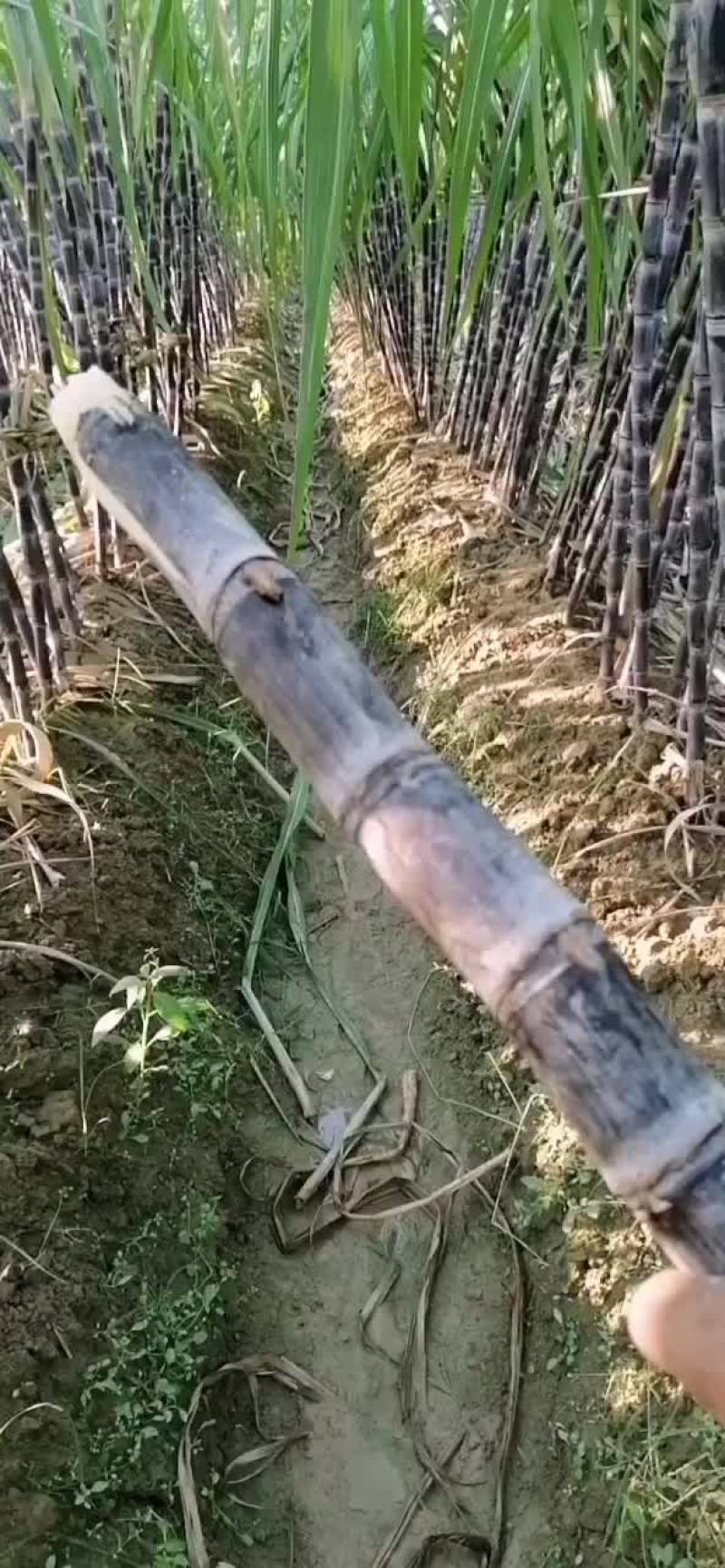 番禺区甘蔗