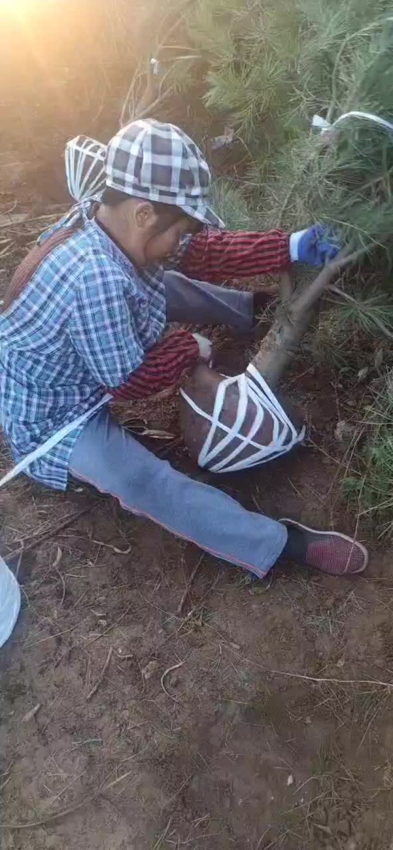 白皮松