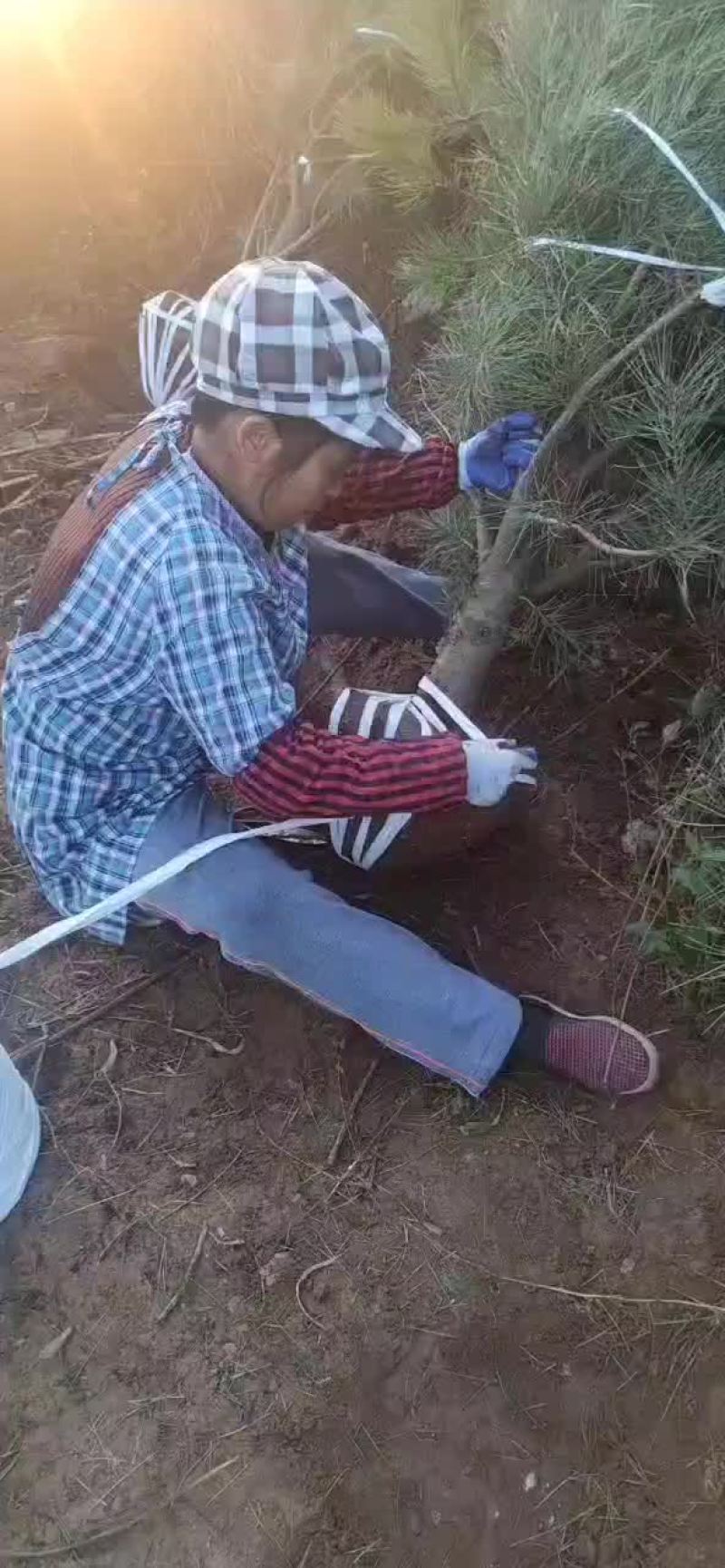 白皮松