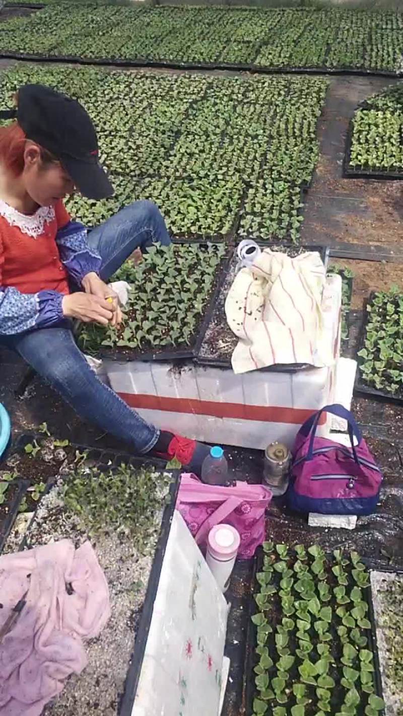 美都西瓜嫁接苗