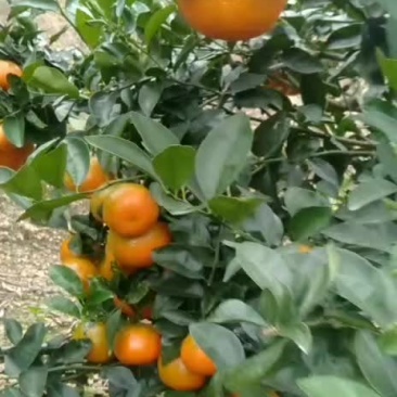 默科特柑橘