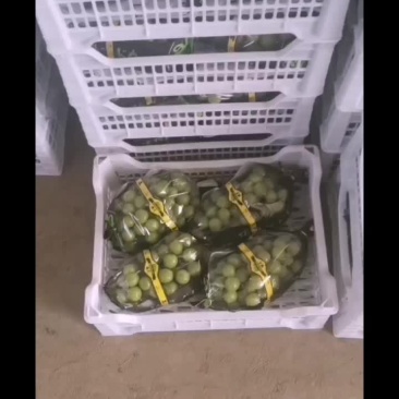 阳光玫瑰