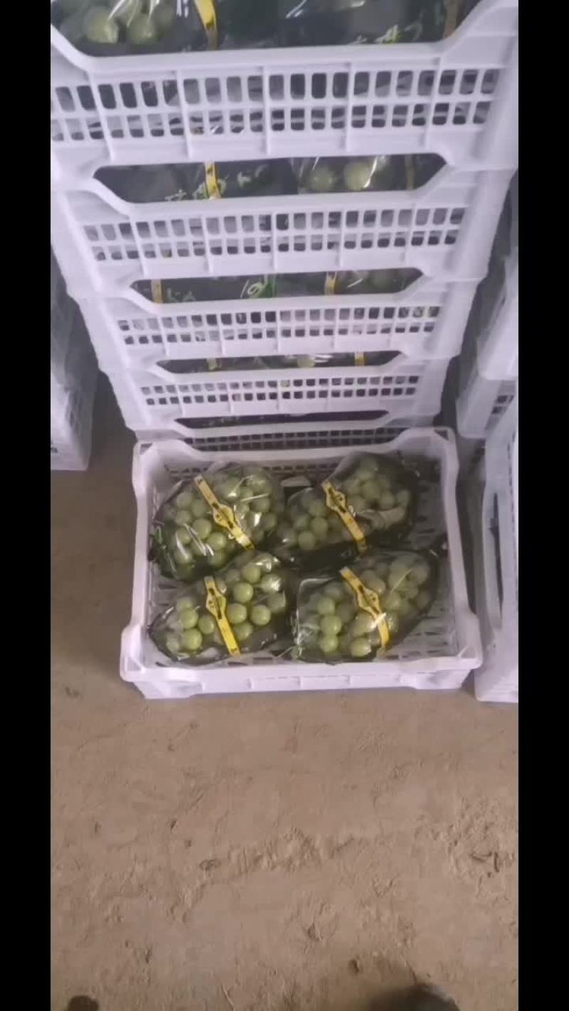 阳光玫瑰